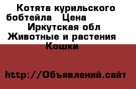 Котята курильского бобтейла › Цена ­ 25 000 - Иркутская обл. Животные и растения » Кошки   